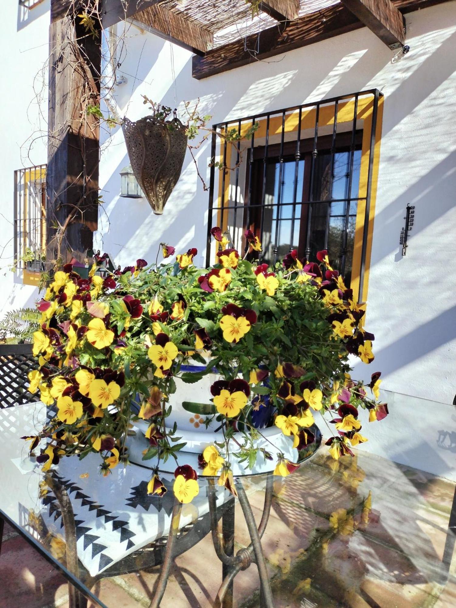 Todos Y Tonya Bed & Breakfast Archidona Exterior photo